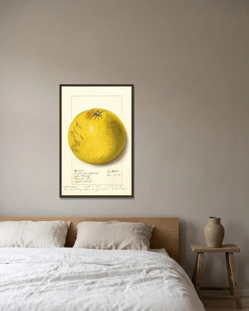 Citrus paradisi: Rosa fruktkött av Ellen Isham Schutt inramad på en vägg