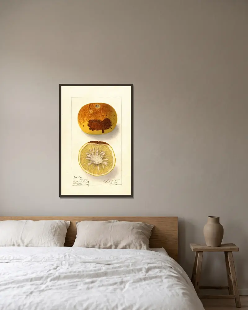 Citrus paradisi av Ellen Isham Schutt inramad på en vägg