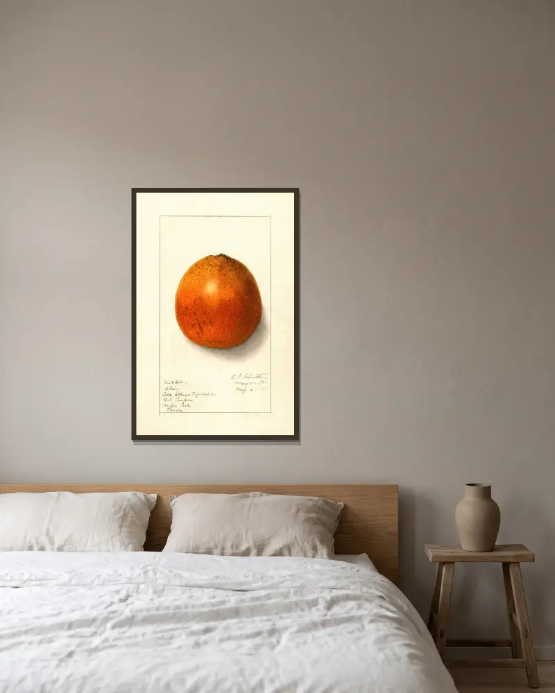 Citrus sinensis av Ellen Isham Schutt inramad på en vägg
