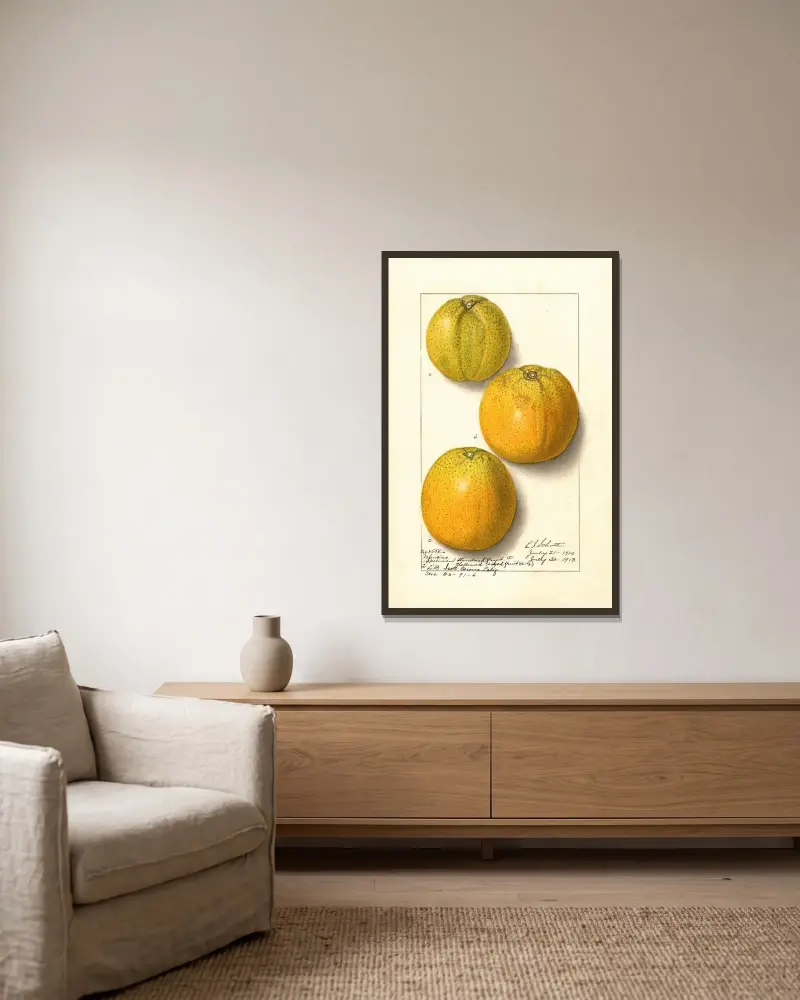 Citrus sinensis: Valencia av Ellen Isham Schutt inramad på en vägg