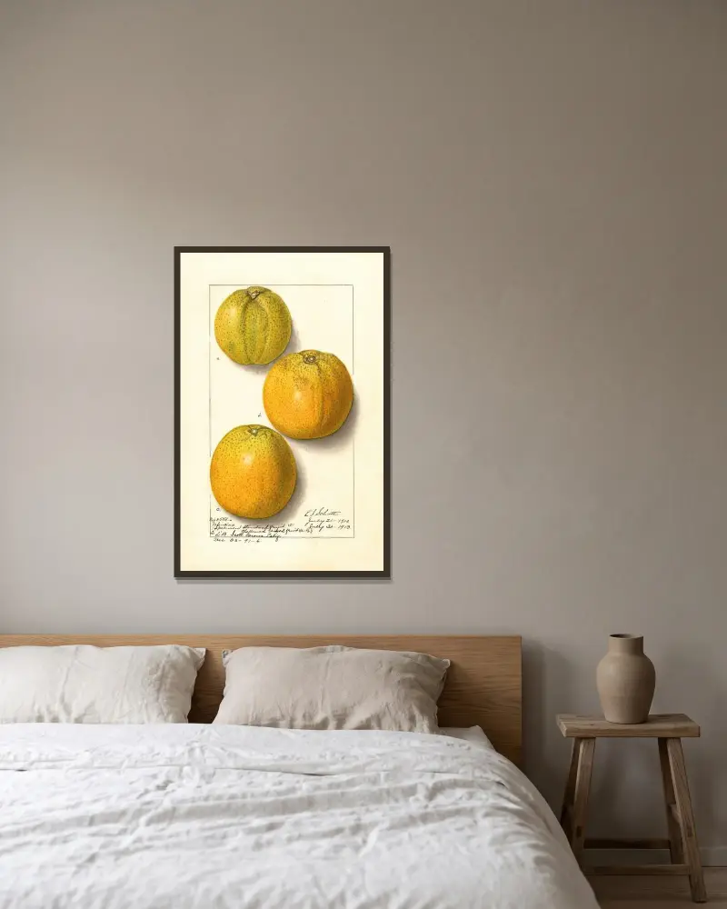 Citrus sinensis: Valencia av Ellen Isham Schutt inramad på en vägg