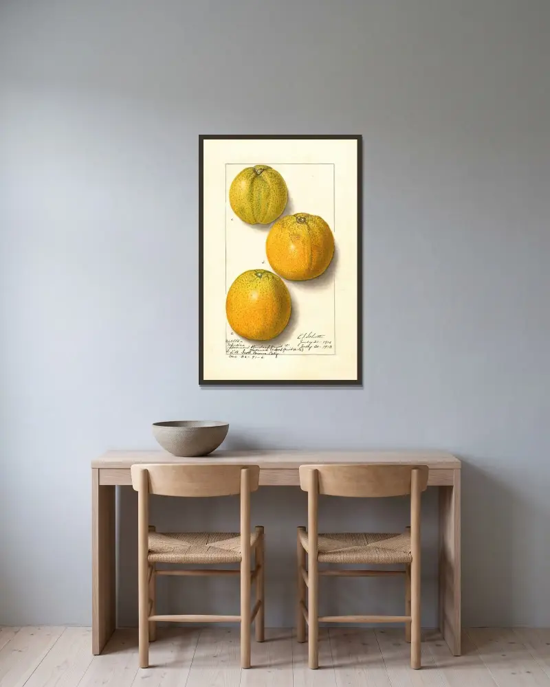 Citrus sinensis: Valencia av Ellen Isham Schutt inramad på en vägg