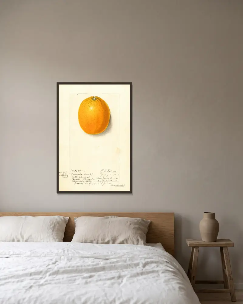 Citrus sinensis: Valencia von Ellen Isham Schutt gerahmt an einer Wand