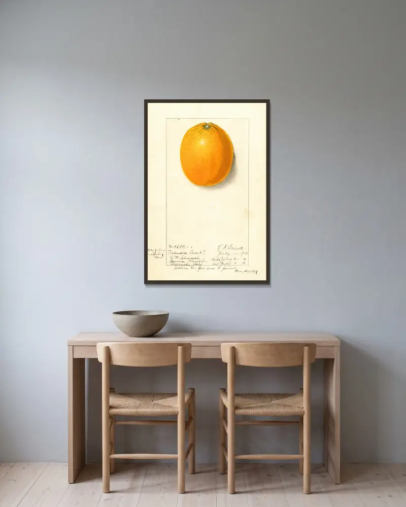 Citrus sinensis: Valencia von Ellen Isham Schutt gerahmt an einer Wand