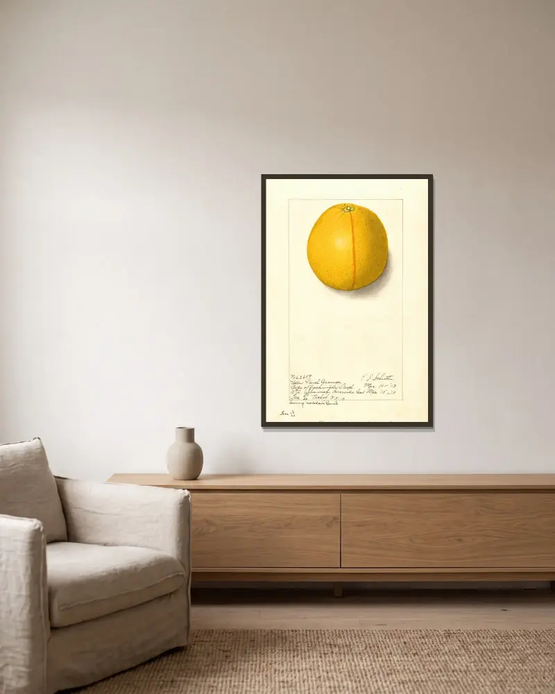Citrus sinensis: Washington Navel, 1913 – nr 2 av Ellen Isham Schutt inramad på en vägg