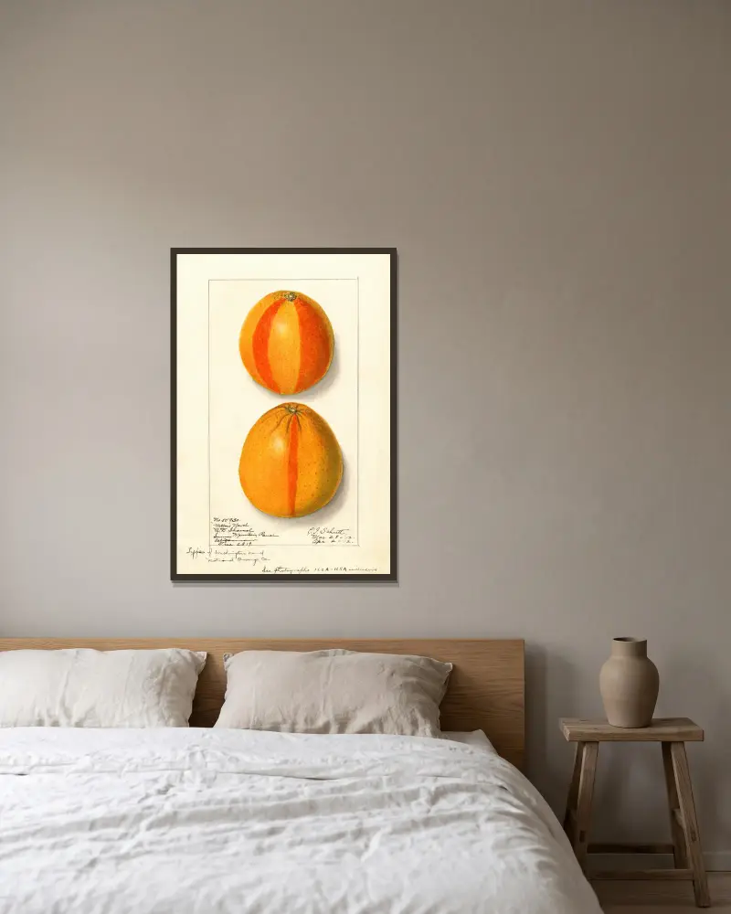 Citrus sinensis: Washington Navel, 1912 av Ellen Isham Schutt inramad på en vägg