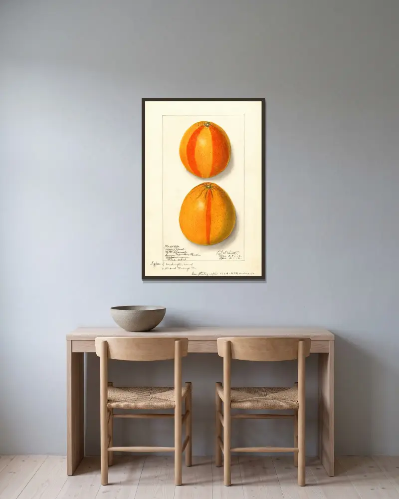 Citrus sinensis: Washington Navel, 1912 av Ellen Isham Schutt inramad på en vägg