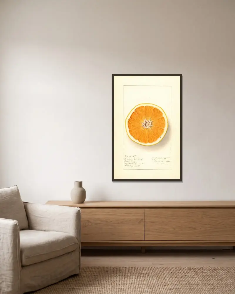 Citrus sinensis: Washington Navel av Ellen Isham Schutt inramad på en vägg
