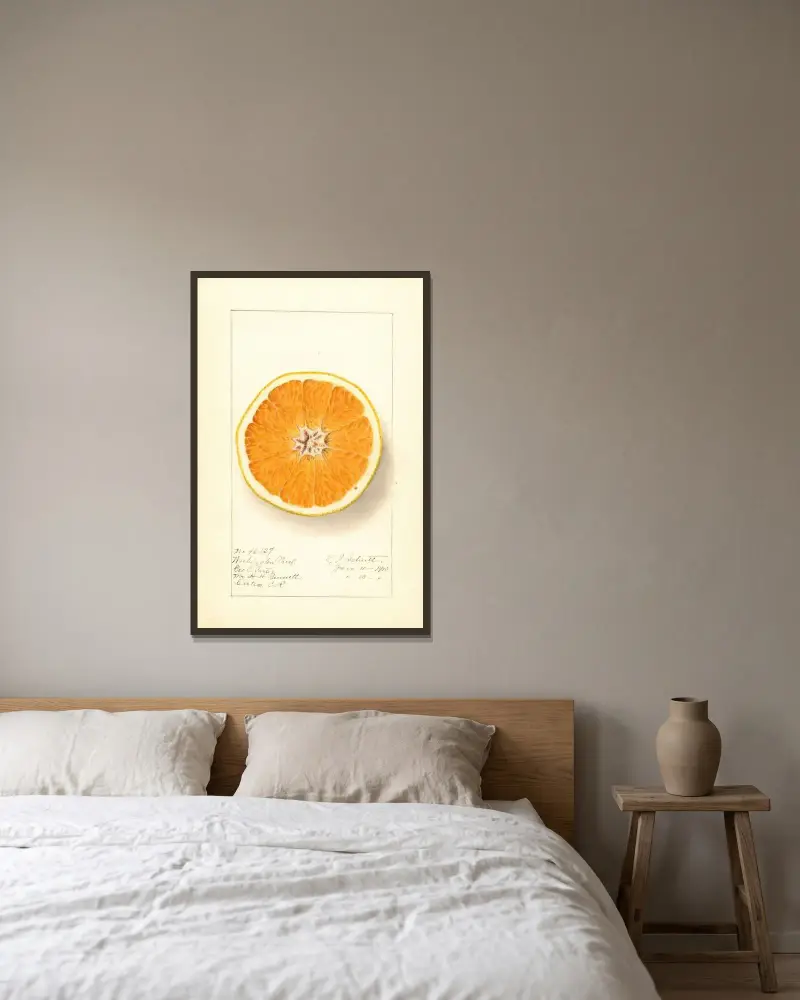 Citrus sinensis: Washington Navel av Ellen Isham Schutt inramad på en vägg