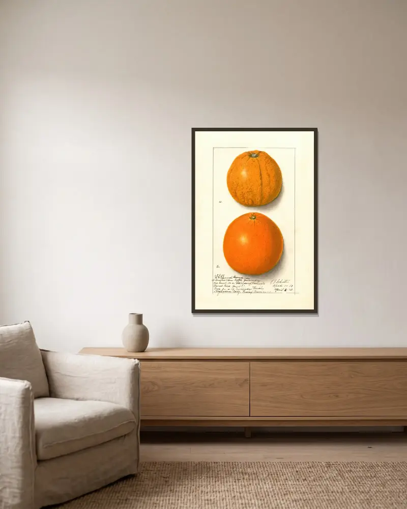 Citrus sinensis: Washington Navel, 1913 – nr 1 av Ellen Isham Schutt inramad på en vägg