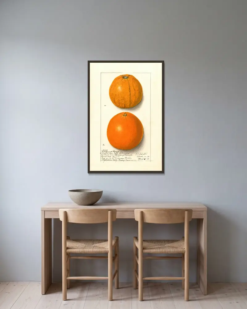 Citrus sinensis: Washington Navel, 1913 – nr 1 av Ellen Isham Schutt inramad på en vägg