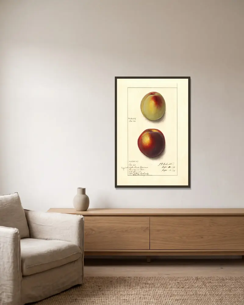 Prunus persica, Ellen Isham Schutt v rámu na stěně