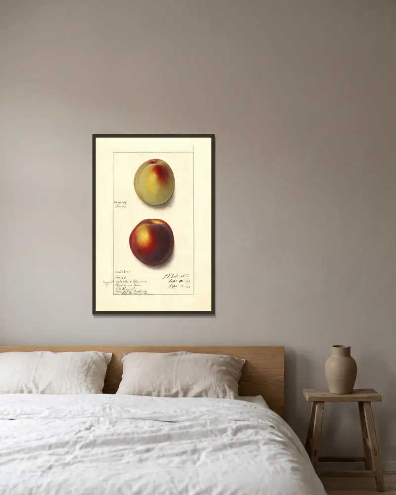 Prunus persica, Ellen Isham Schutt v rámu na stěně