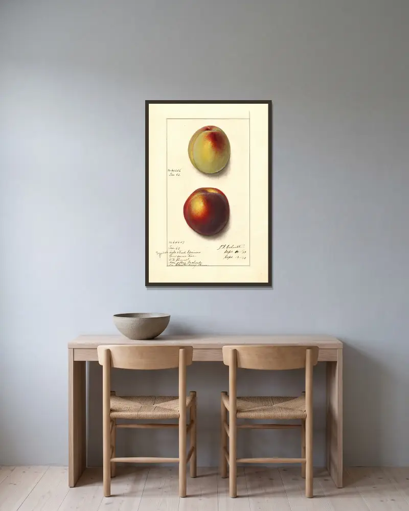 Prunus persica, Ellen Isham Schutt v rámu na stěně