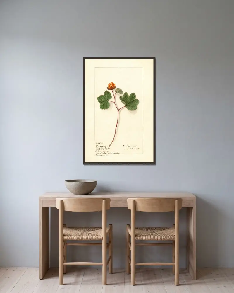 Rubus chamaemorus, 1907, Ellen Isham Schutt v rámu na stěně