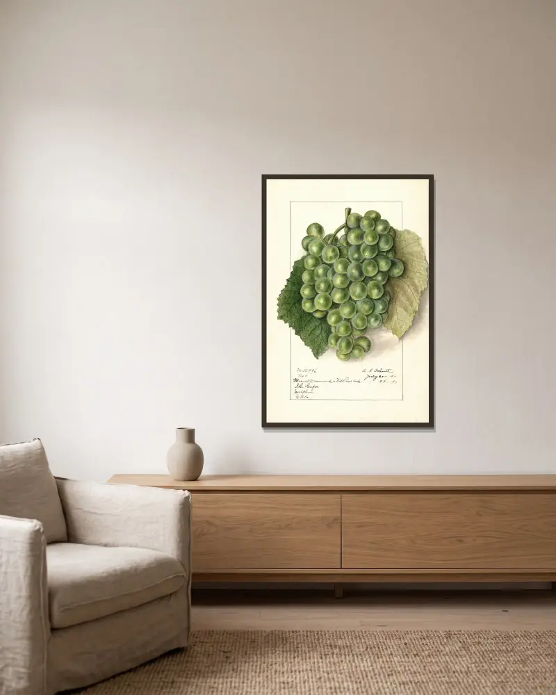 Vitis, 1911 – Nr. 2 von Ellen Isham Schutt gerahmt an einer Wand