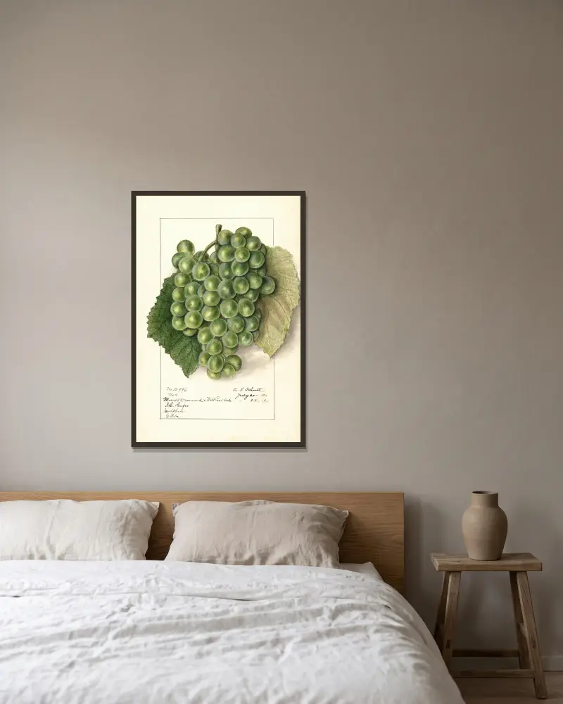 Vitis, 1911 – Nr. 2 von Ellen Isham Schutt gerahmt an einer Wand