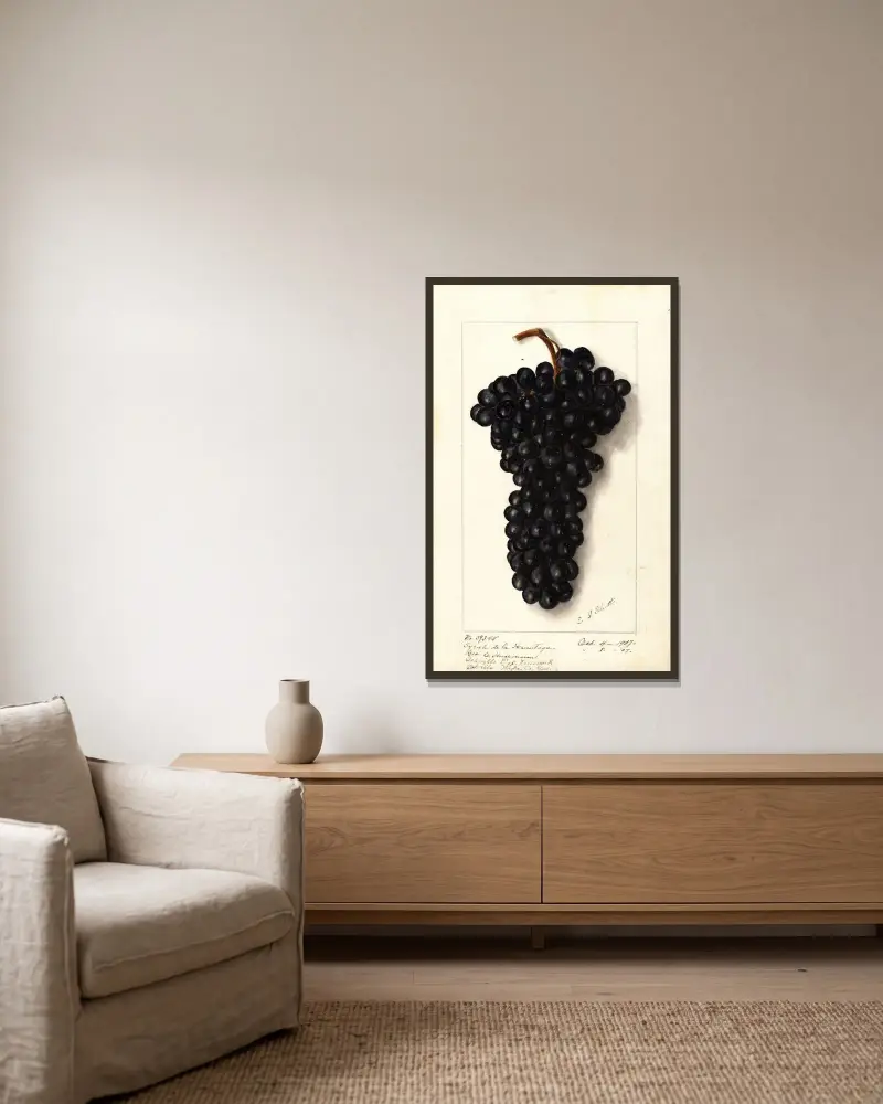 Vitis: Syrah de la Hermitage av Ellen Isham Schutt inramad på en vägg