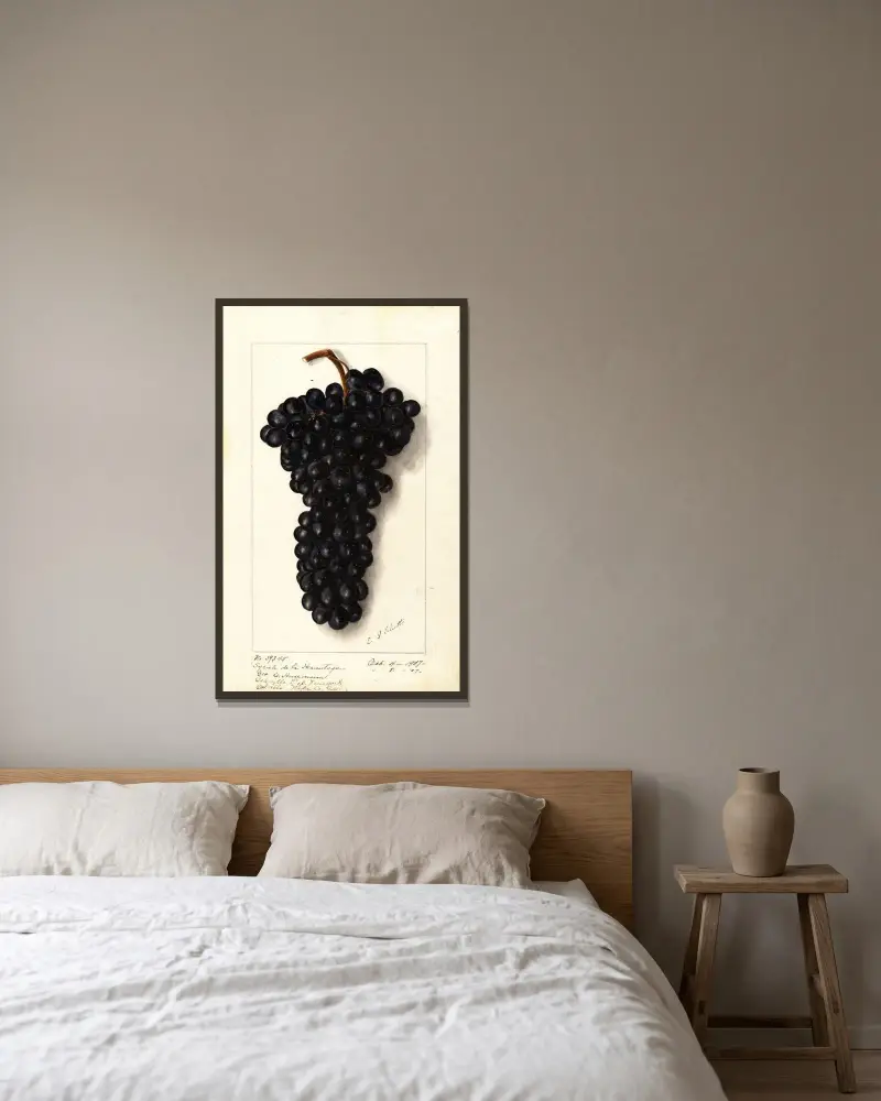 Vitis: Syrah de la Hermitage av Ellen Isham Schutt inramad på en vägg
