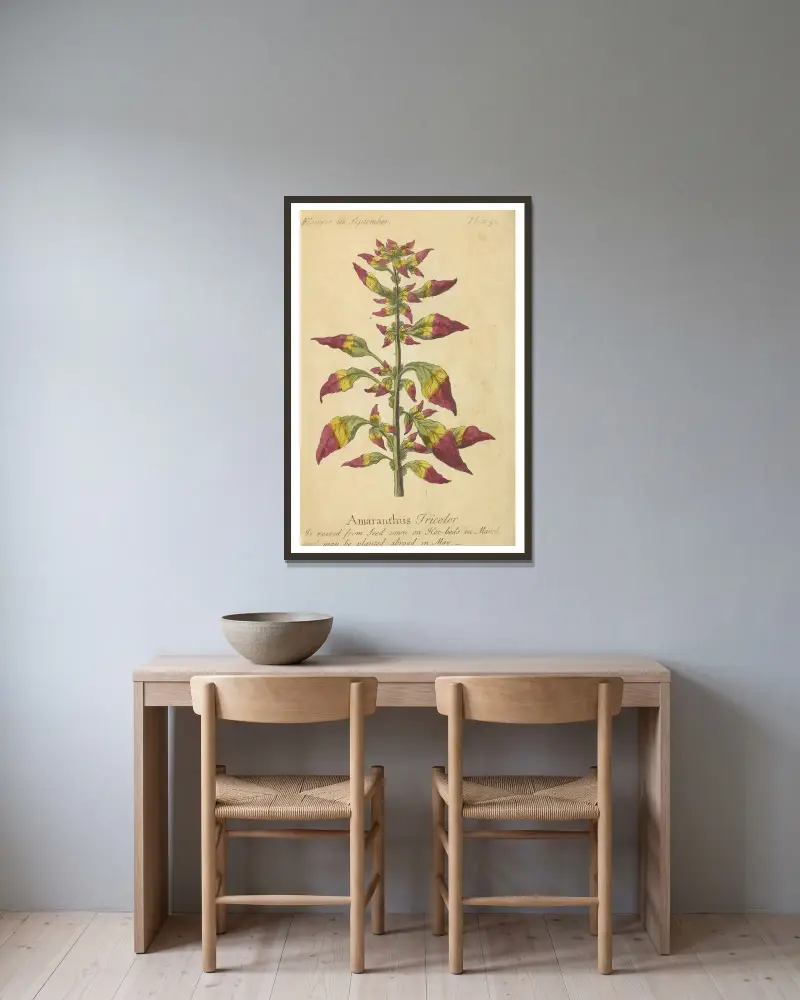 Amaranthus Tricolor von J. Duke gerahmt an einer Wand