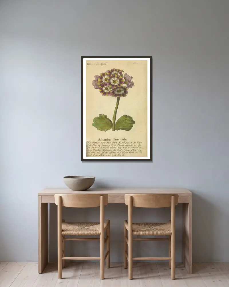Ascanius Auricula von J. Duke gerahmt an einer Wand