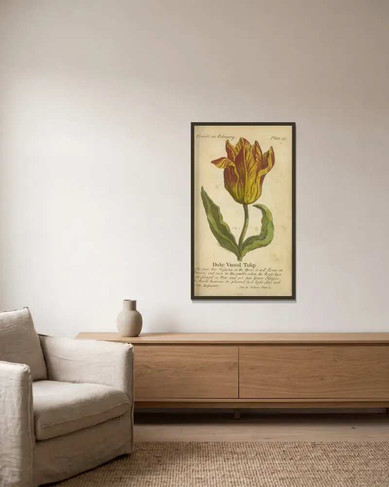 Duke Vantol Tulip av J. Duke inramad på en vägg