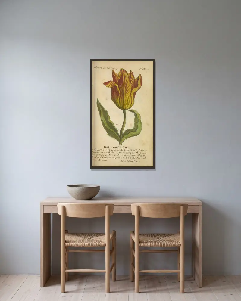 Duke Vantol Tulip av J. Duke inramad på en vägg