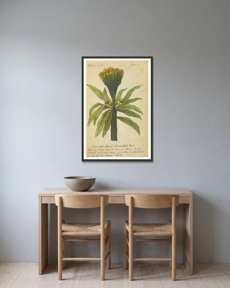 Lavendelblättrige Greiskrautbaum von J. Duke gerahmt an einer Wand