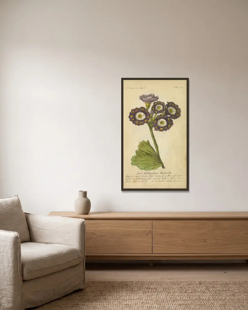 Lord Willoughby’s Auricula av J. Duke inramad på en vägg