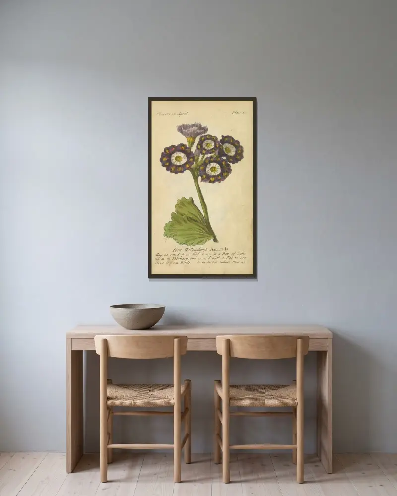 Lord Willoughby’s Auricula av J. Duke inramad på en vägg