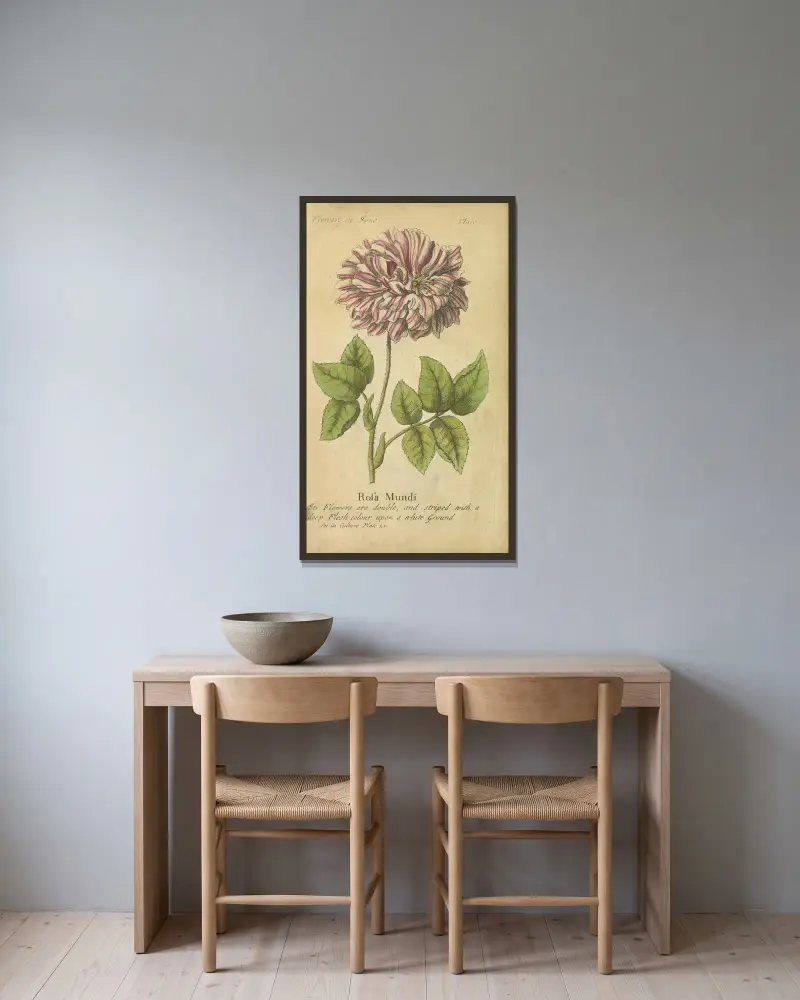Rosa Mundi av J. Duke inramad på en vägg