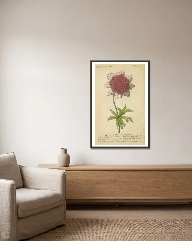 Rose Tonker Anemone von J. Duke gerahmt an einer Wand
