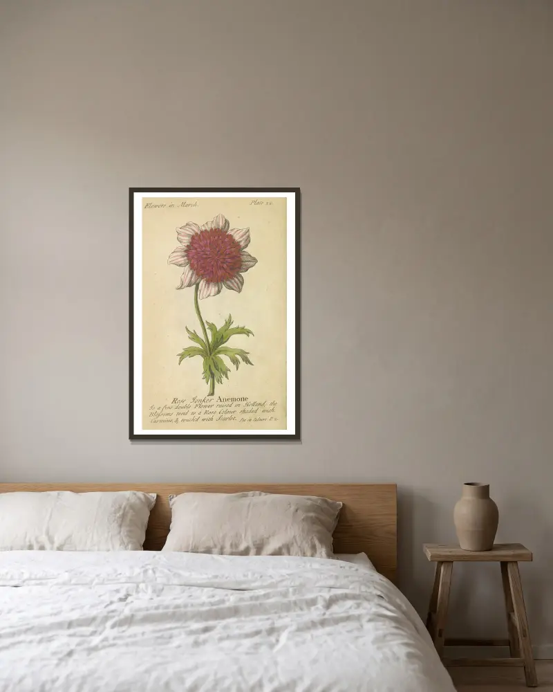Rose Tonker Anemone von J. Duke gerahmt an einer Wand
