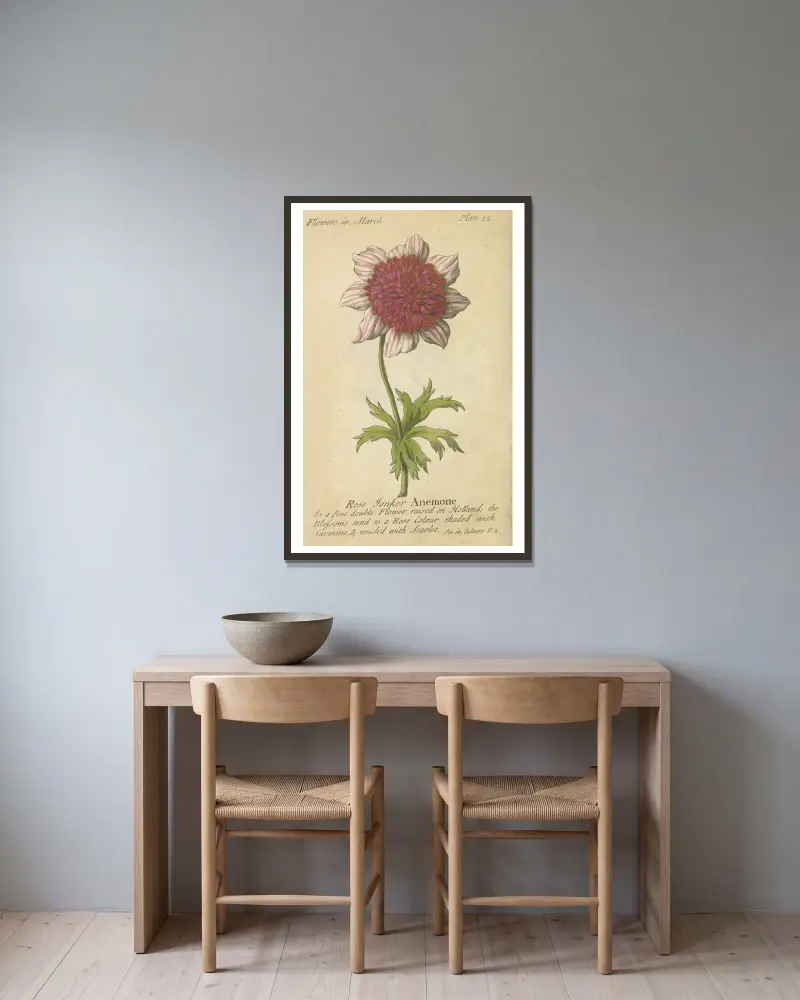 Rose Tonker Anemone von J. Duke gerahmt an einer Wand