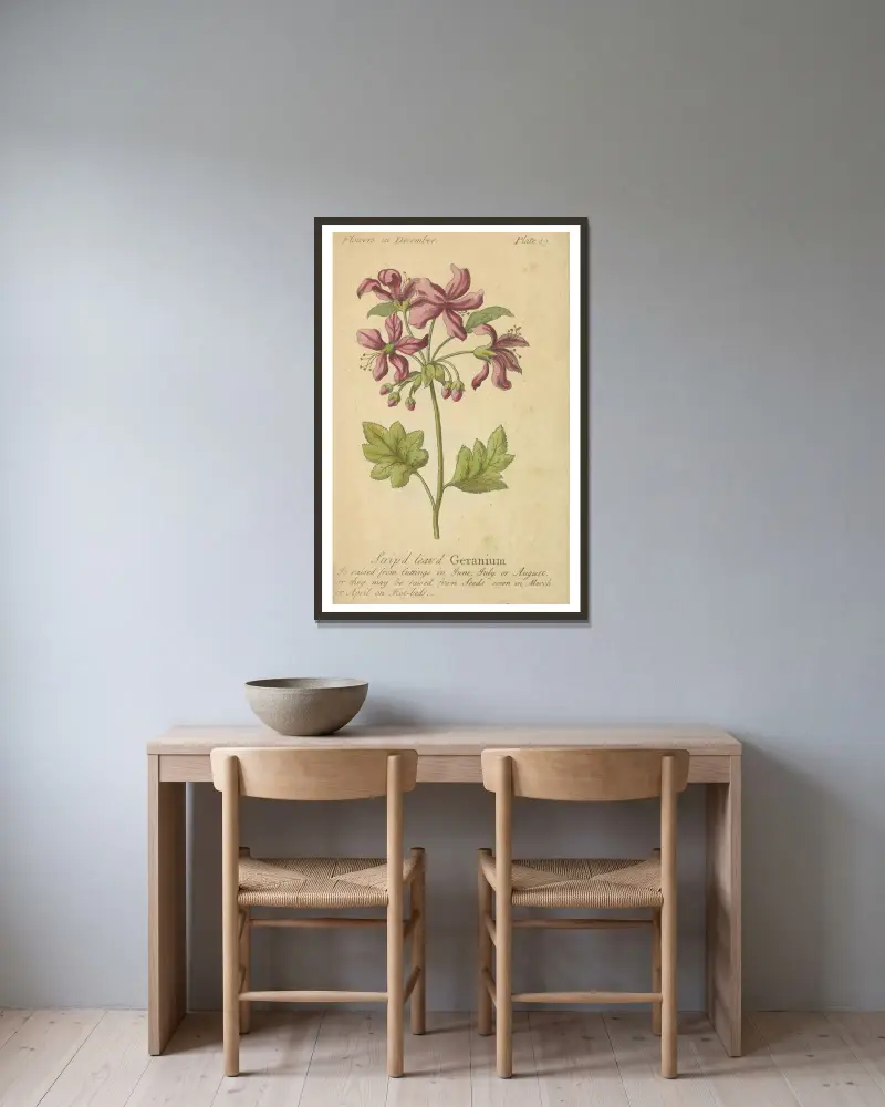 Pelargonia o pasiastych liściach, J. Duke w ramie na ścianie