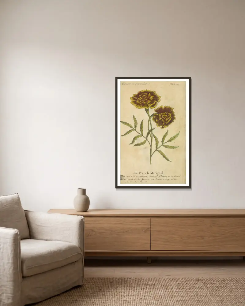 The French Marigold av J. Duke inramad på en vägg