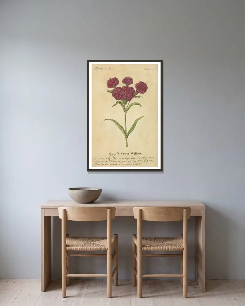 Upright Sweet William, J. Duke w ramie na ścianie