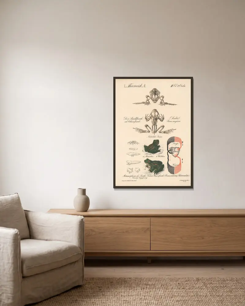 Der Brüllfrosch oder Ochsenfrosch (Skelett) Rana mugiens, Grüner Wasserfrosch (Rana esculenta) von H.J. Ruprecht gerahmt an einer Wand