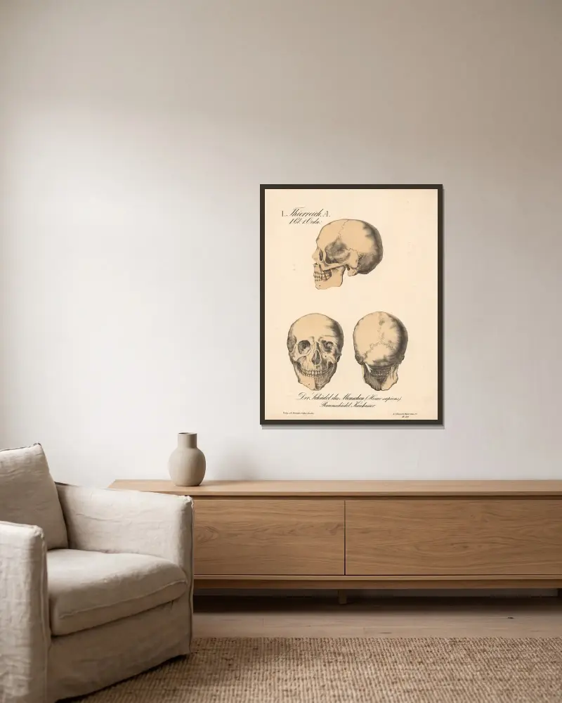 Der Schädel des Menschen (Homo sapiens). Rassenschädel; Kaukasier von H.J. Ruprecht gerahmt an einer Wand