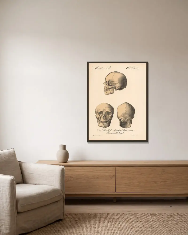 Der Schädel des Menschen (Homo sapiens.) Racenschädell; Mongole av H.J. Ruprecht inramad på en vägg