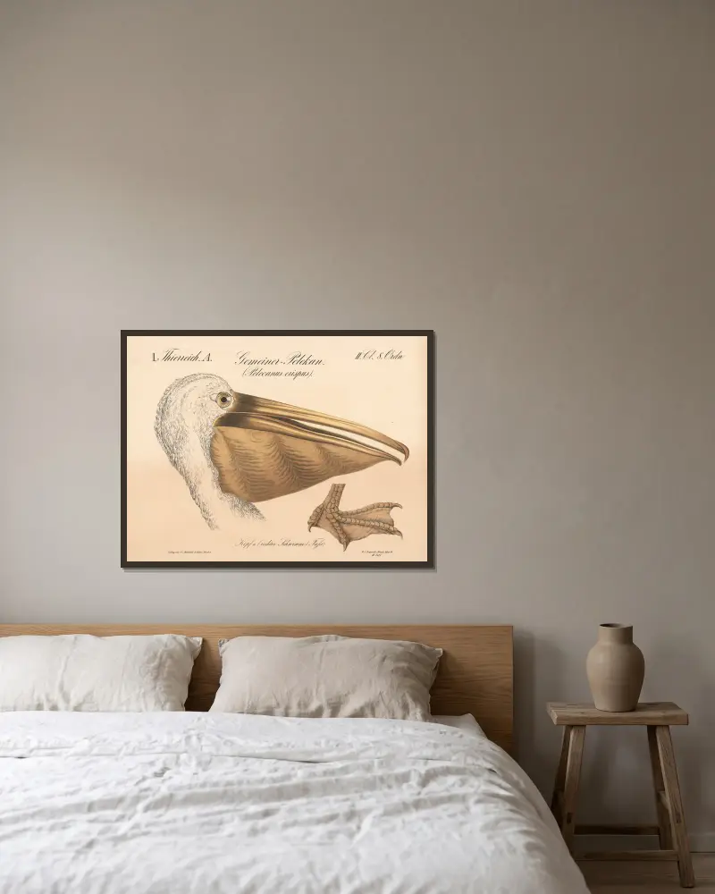 Gemeiner Pelikan. (Pelecanus crispus) von H.J. Ruprecht gerahmt an einer Wand