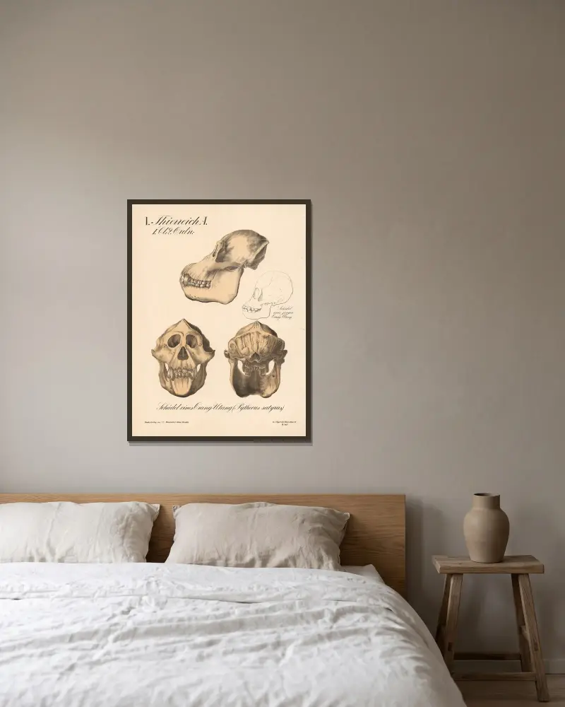 Lebka orangutana (Pythecus satyrus), H.J. Ruprecht v rámu na stěně