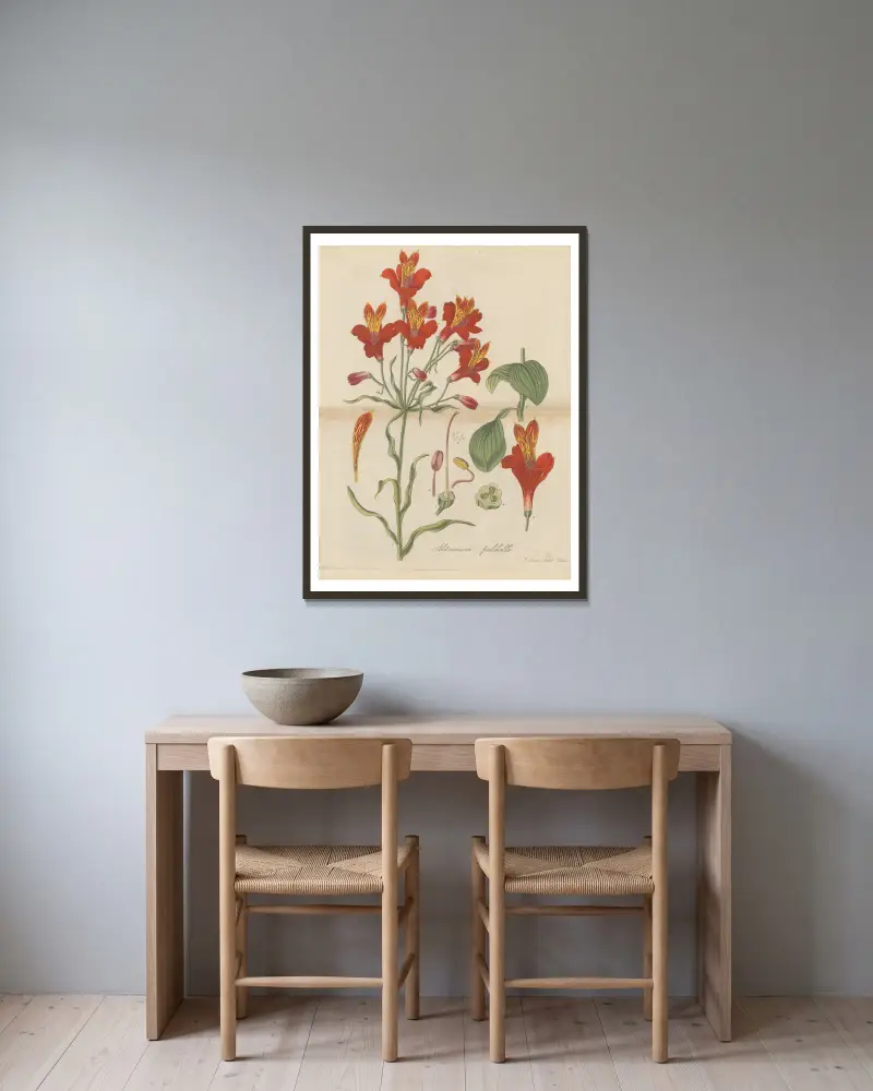 Alstroemeria pulchella, William Jackson Hooker v rámu na stěně