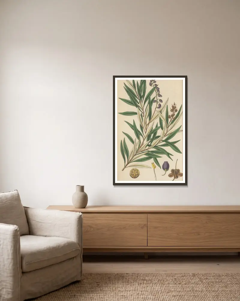 Andromeda salicifolia von William Jackson Hooker gerahmt an einer Wand
