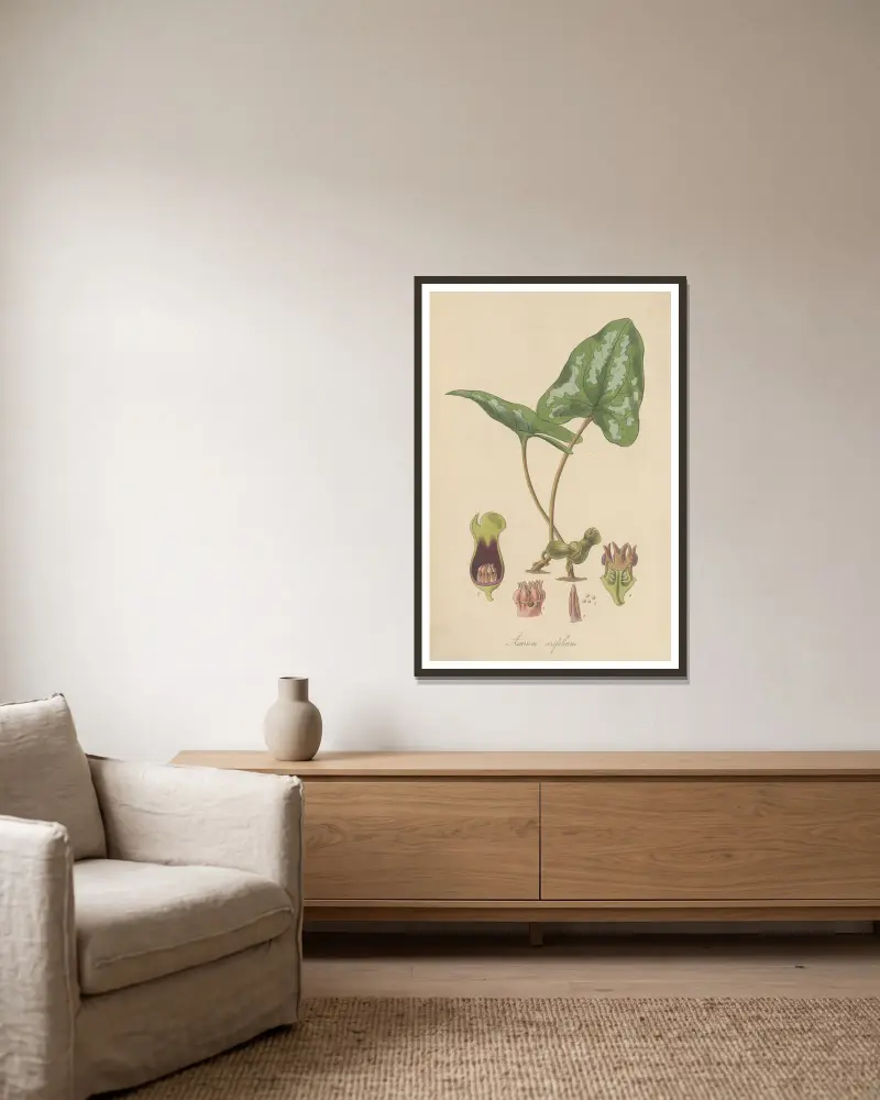 Asarum arifolium von William Jackson Hooker gerahmt an einer Wand