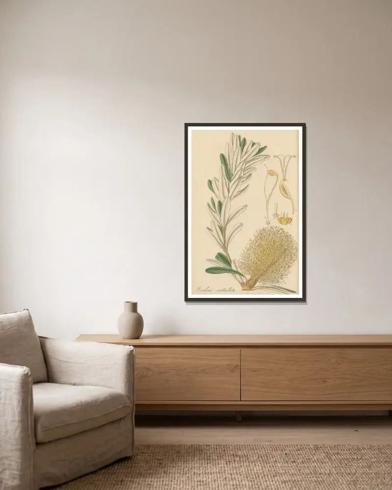 Banksia verticillata, William Jackson Hooker v rámu na stěně