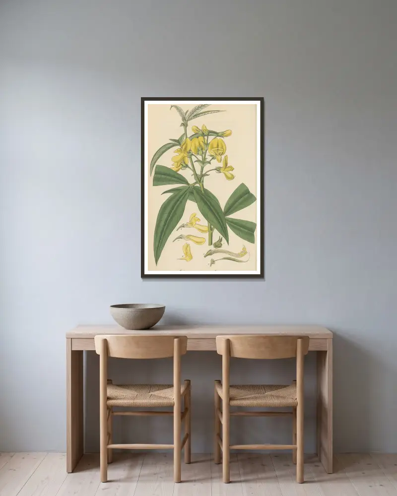 Baptisia nepalensis, William Jackson Hooker v rámu na stěně