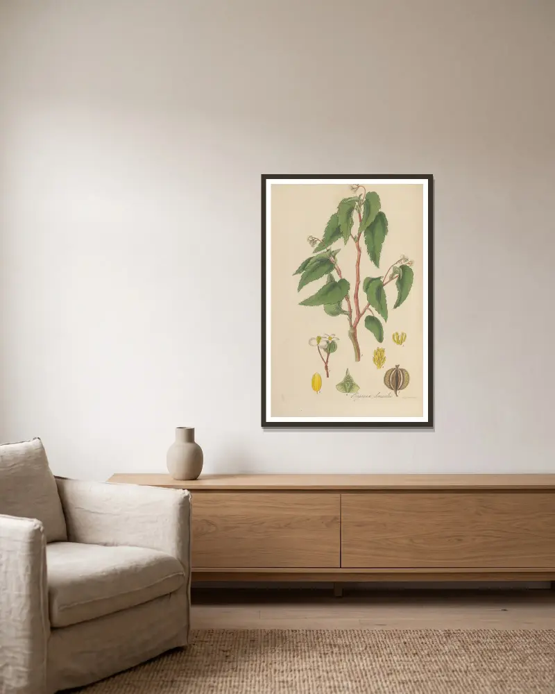 Begonia humilis von William Jackson Hooker gerahmt an einer Wand