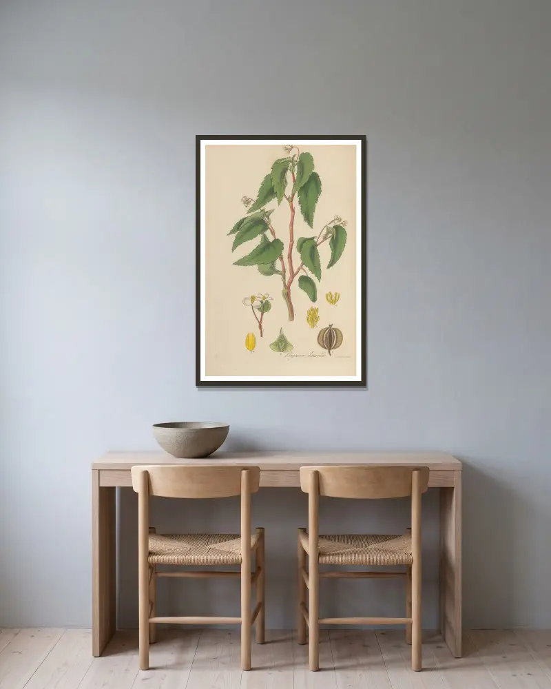 Begonia humilis von William Jackson Hooker gerahmt an einer Wand