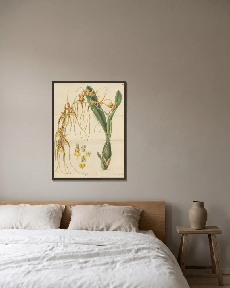 Brassia caudata, William Jackson Hooker v rámu na stěně